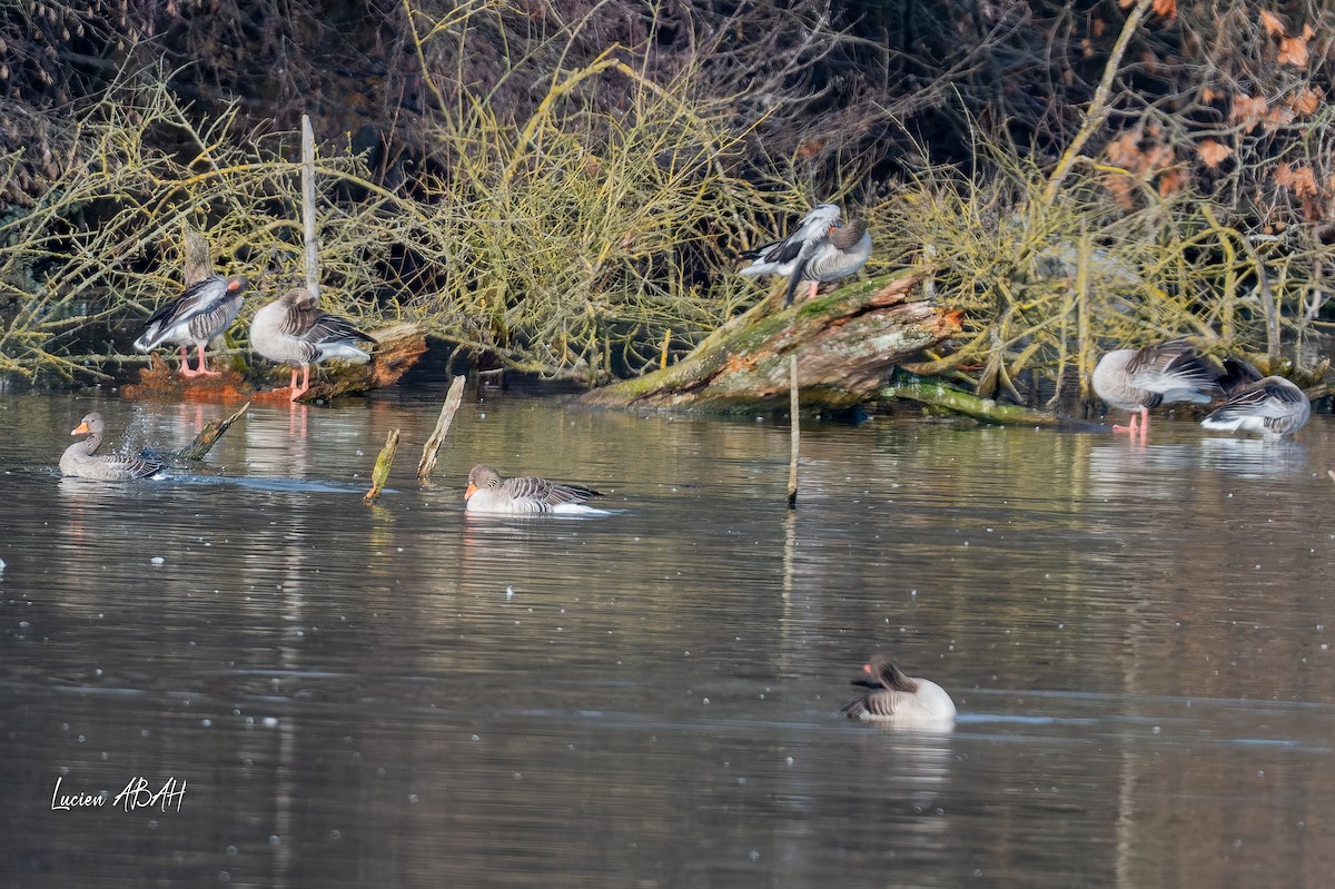 אווז אפור - ML647346563