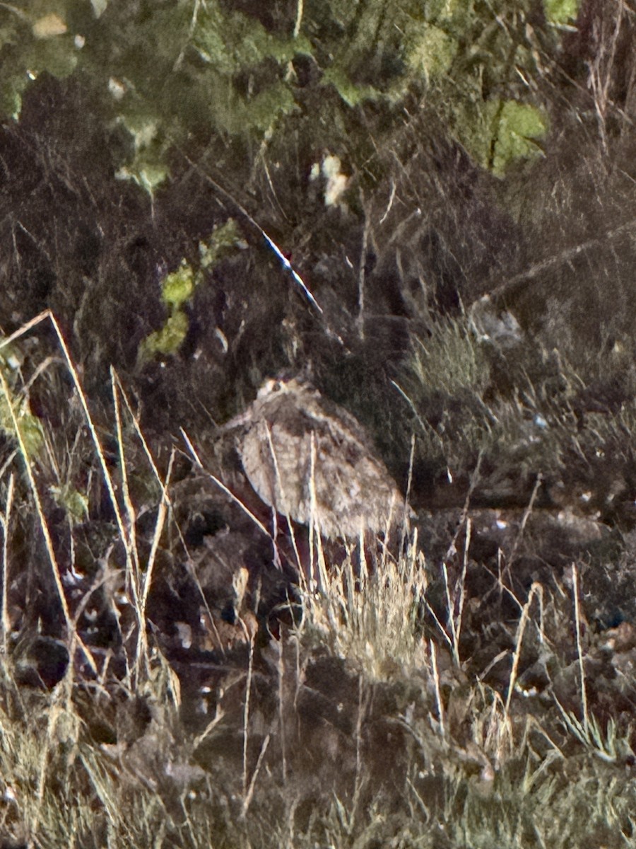 Chocha Perdiz - ML647346565