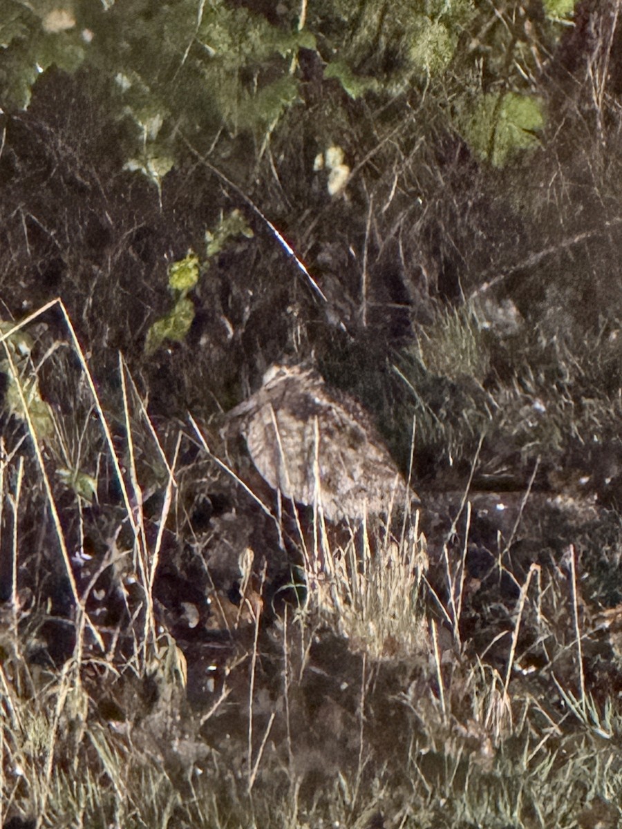 Chocha Perdiz - ML647346566