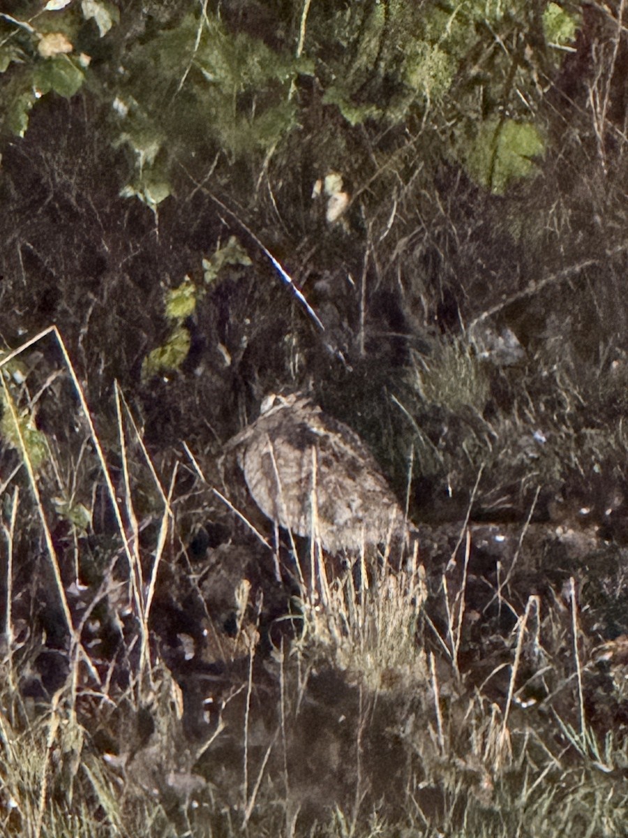 Chocha Perdiz - ML647346567