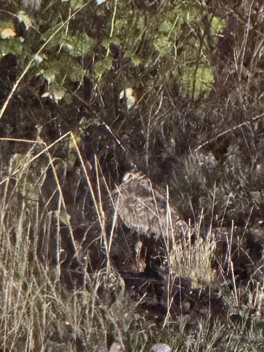 Chocha Perdiz - ML647346568