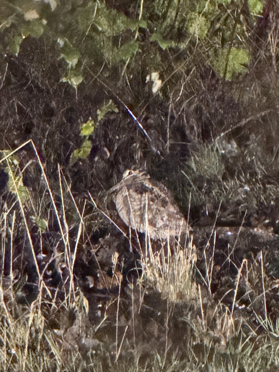 Chocha Perdiz - ML647346569