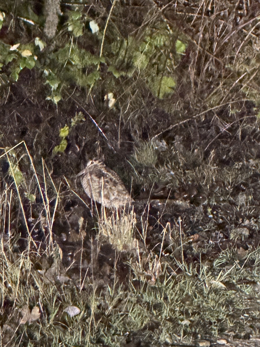 Chocha Perdiz - ML647346570