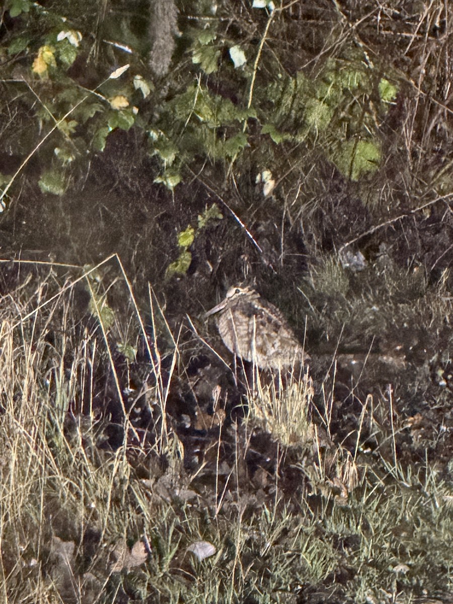 Chocha Perdiz - ML647346572