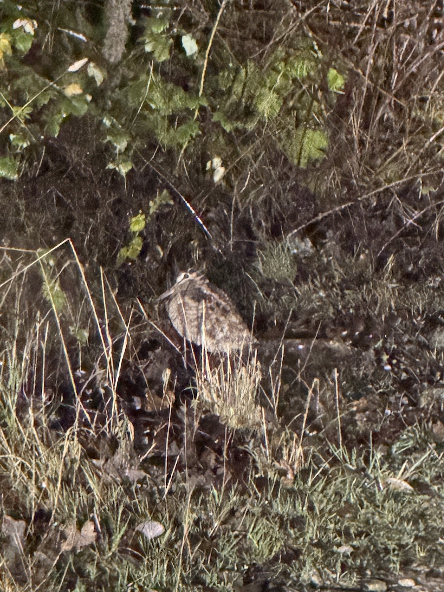 Chocha Perdiz - ML647346573