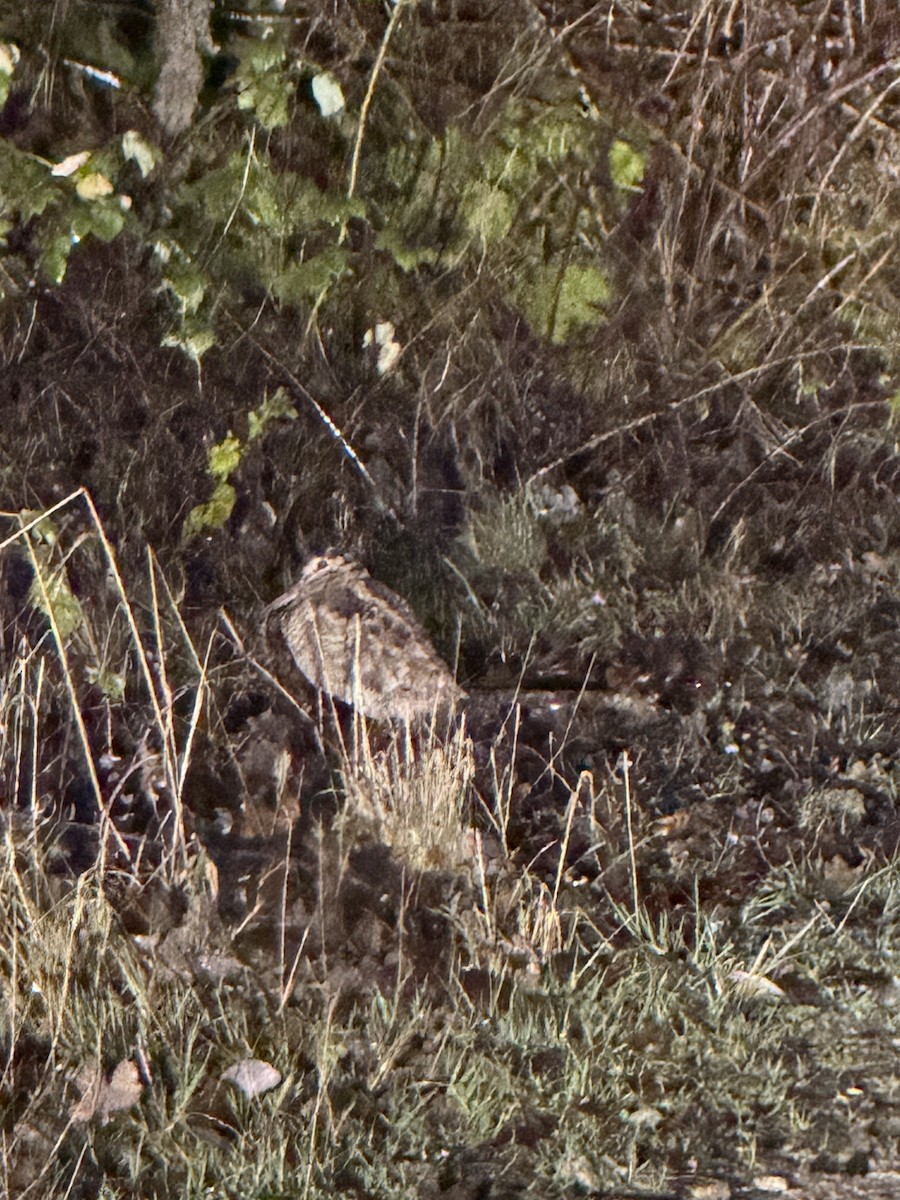 Chocha Perdiz - ML647346574