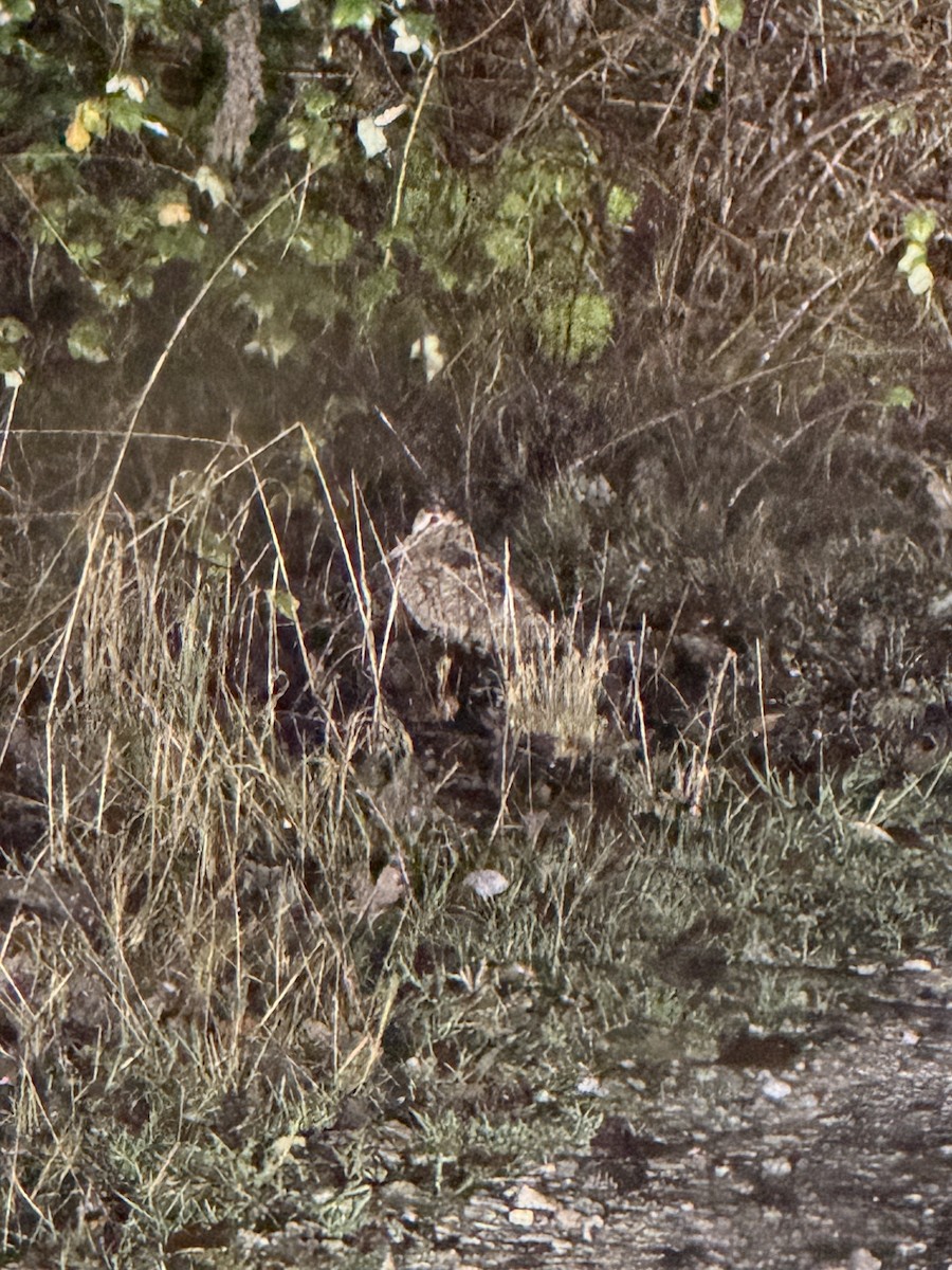 Chocha Perdiz - ML647346575