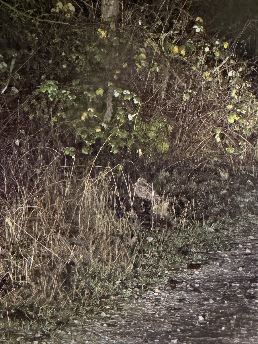 Chocha Perdiz - ML647346576