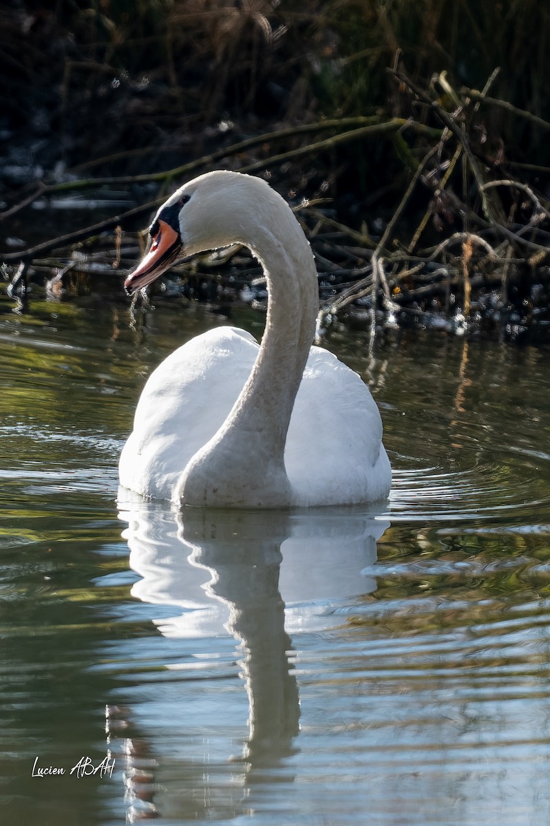 疣鼻天鵝 - ML647346582