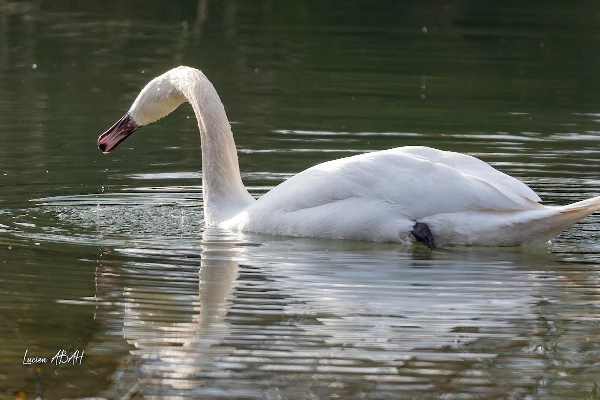 疣鼻天鵝 - ML647346583