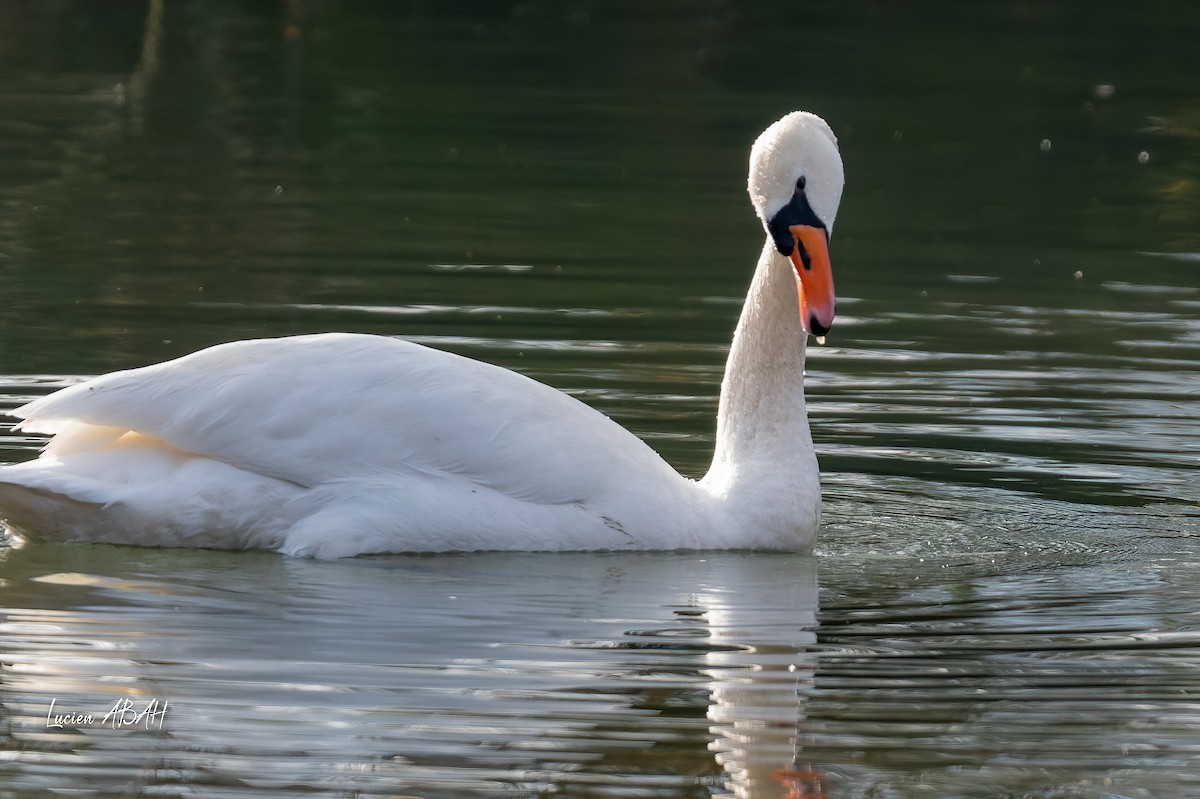 疣鼻天鵝 - ML647346584