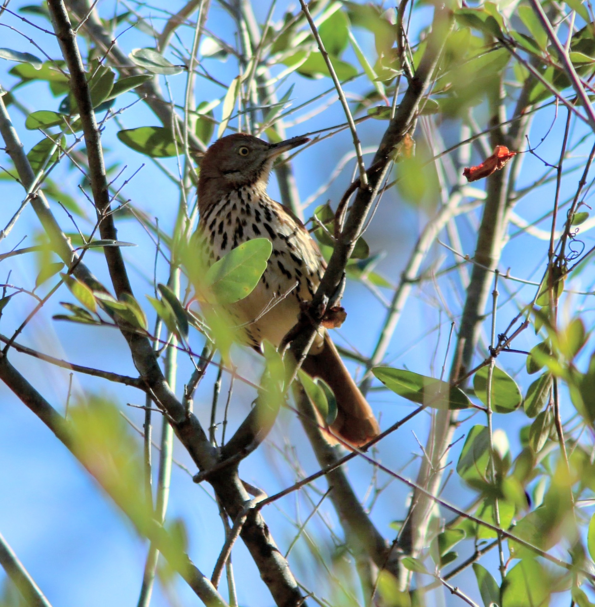 Brown Thrasher - ML647346601