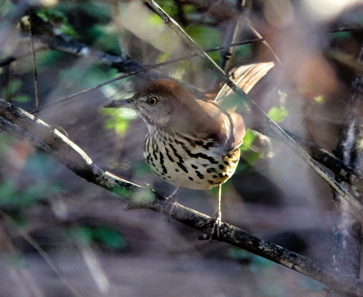 Brown Thrasher - ML647346602