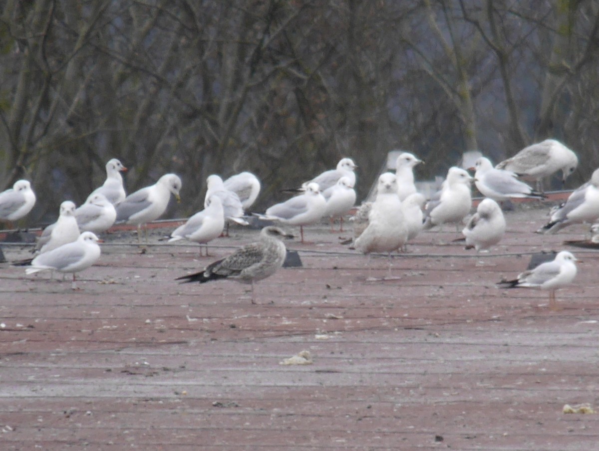 Lesser Black-backed Gull - ML647346626