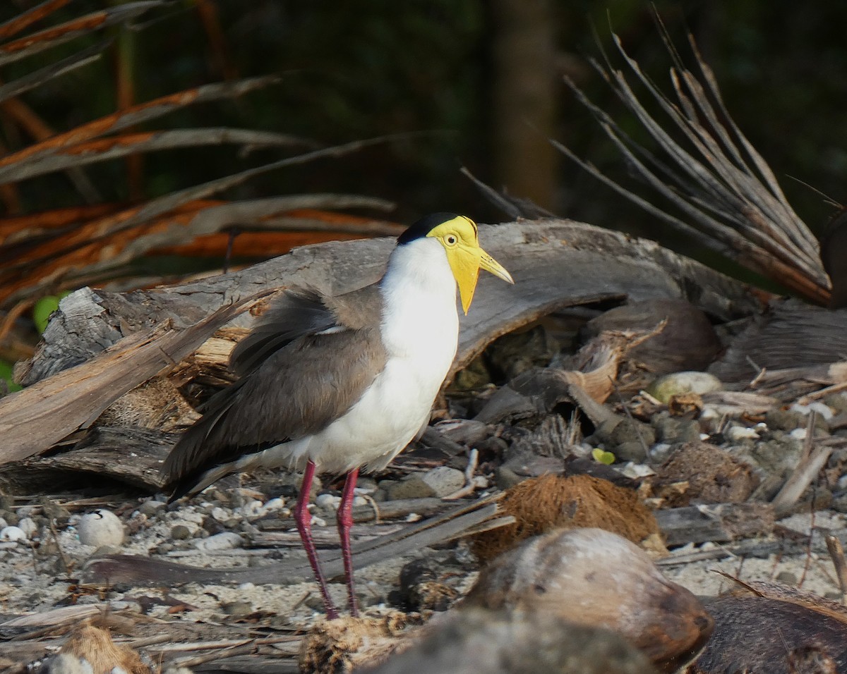 Avefría Militar - ML647346638