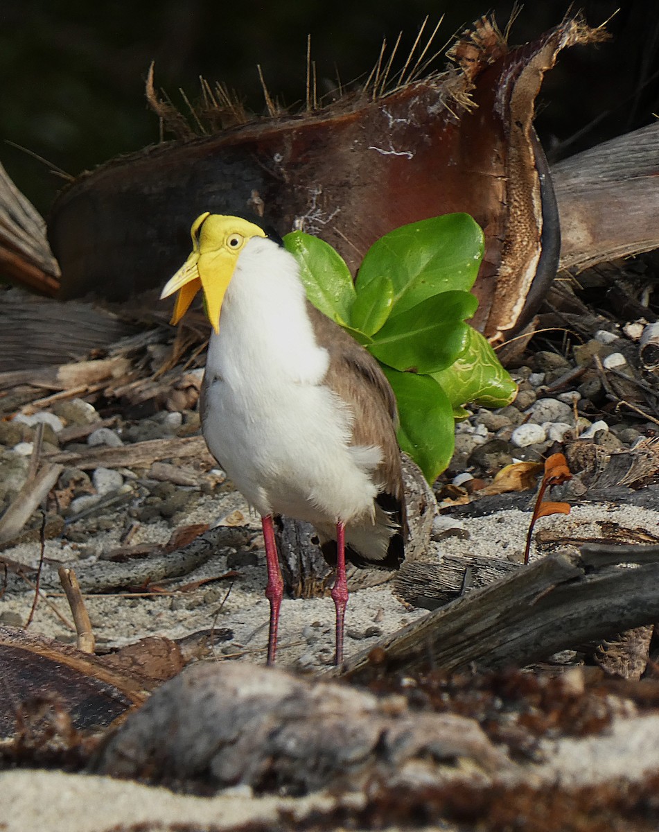 Avefría Militar - ML647346639