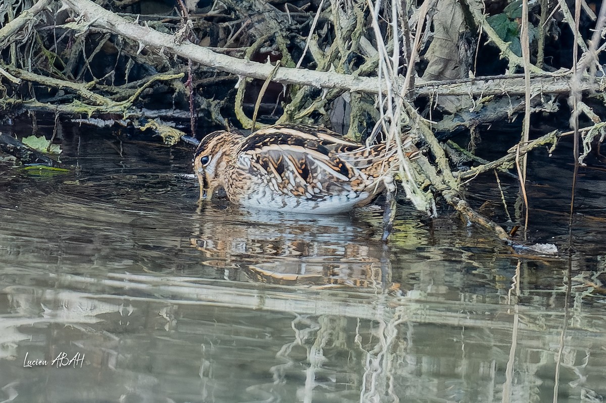 Agachadiza Común - ML647346668