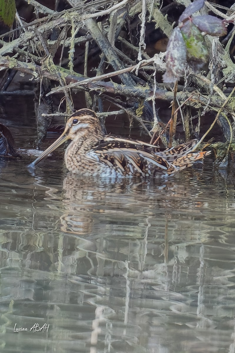 Agachadiza Común - ML647346669