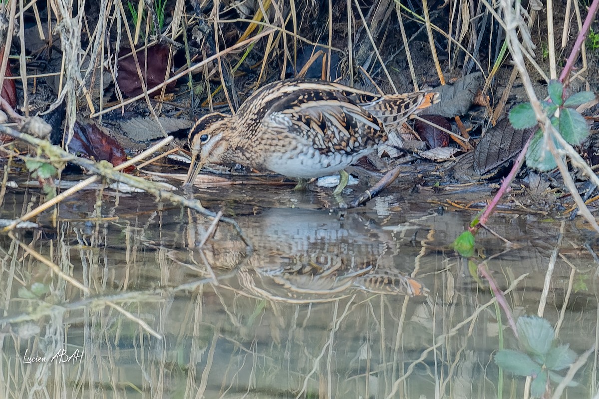 Agachadiza Común - ML647346670