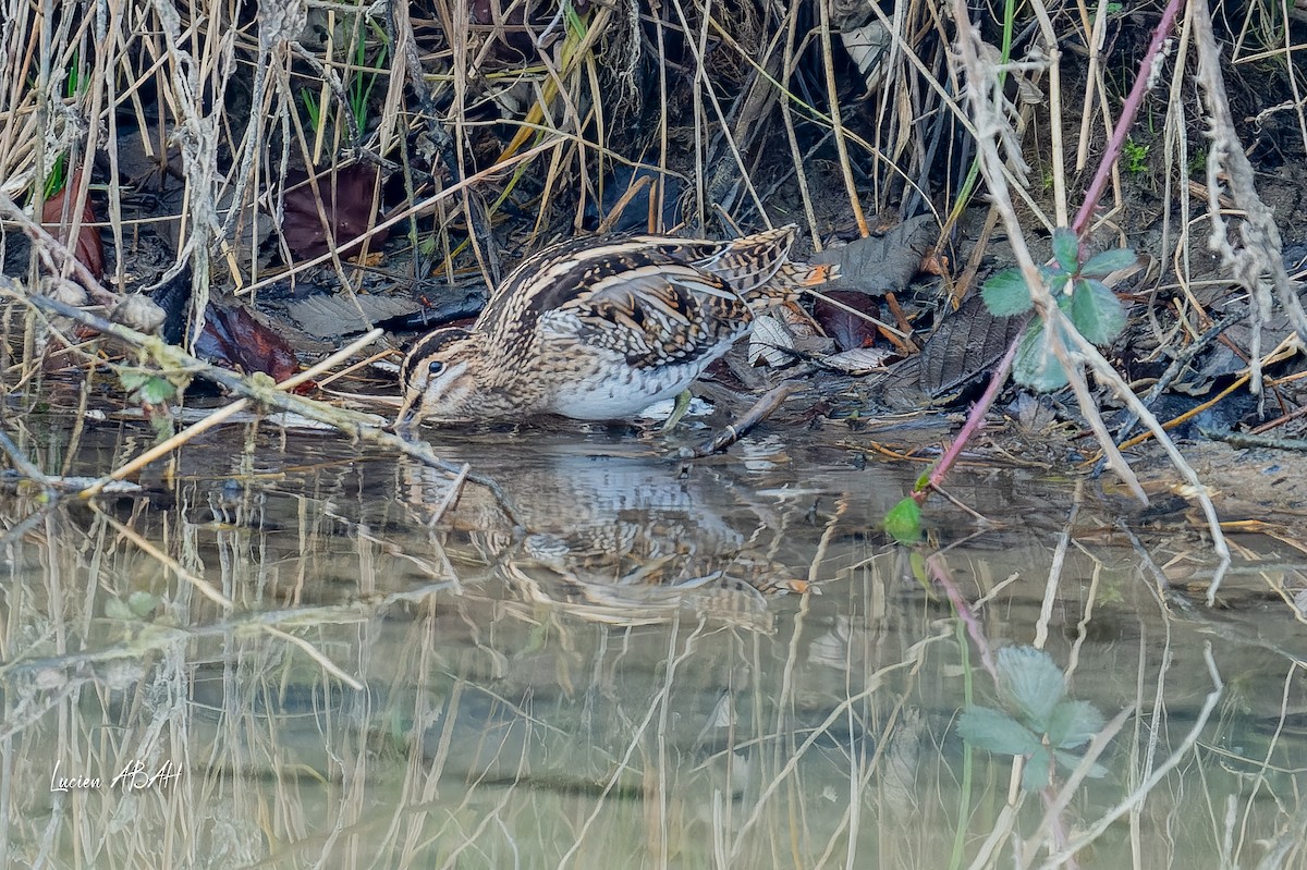 Agachadiza Común - ML647346672