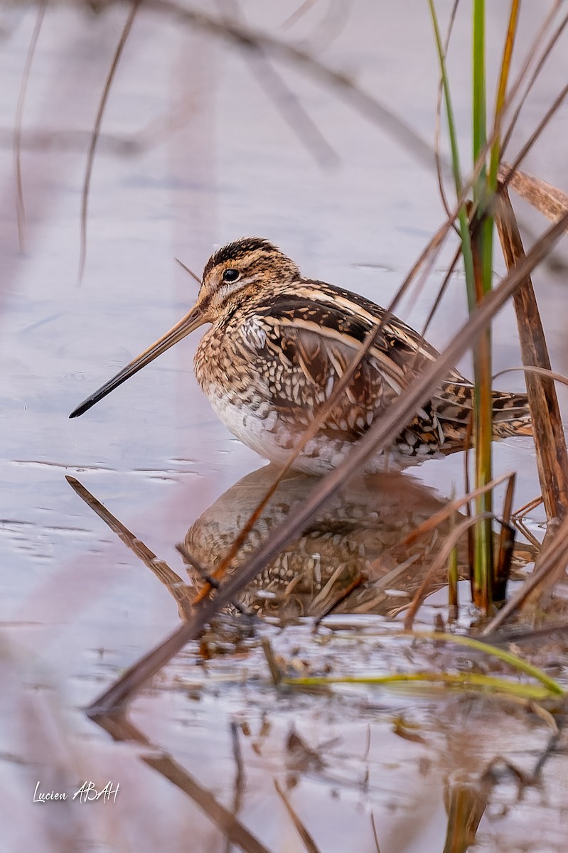 Agachadiza Común - ML647346673