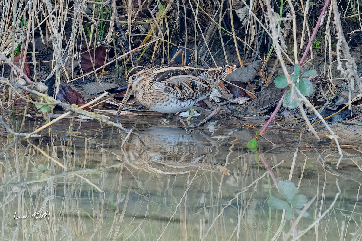 Agachadiza Común - ML647346674