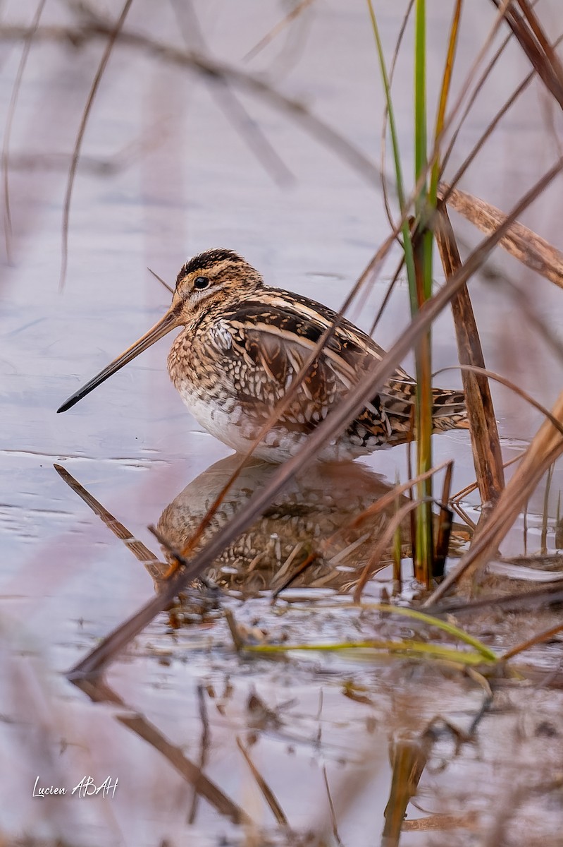 Agachadiza Común - ML647346675