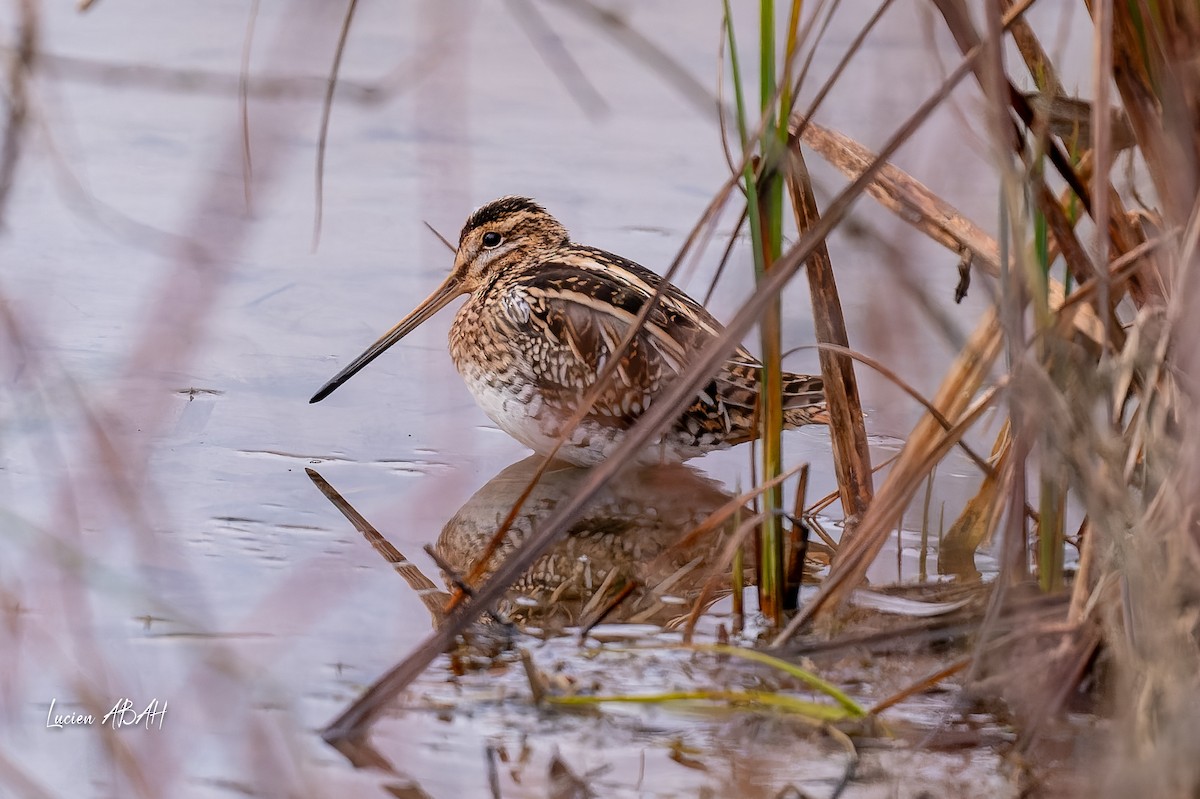 Agachadiza Común - ML647346677