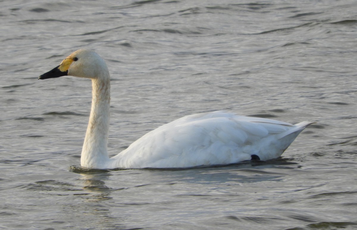 小天鵝 - ML647346689