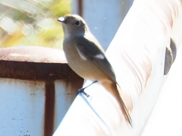 ジョウビタキ - ML647346709