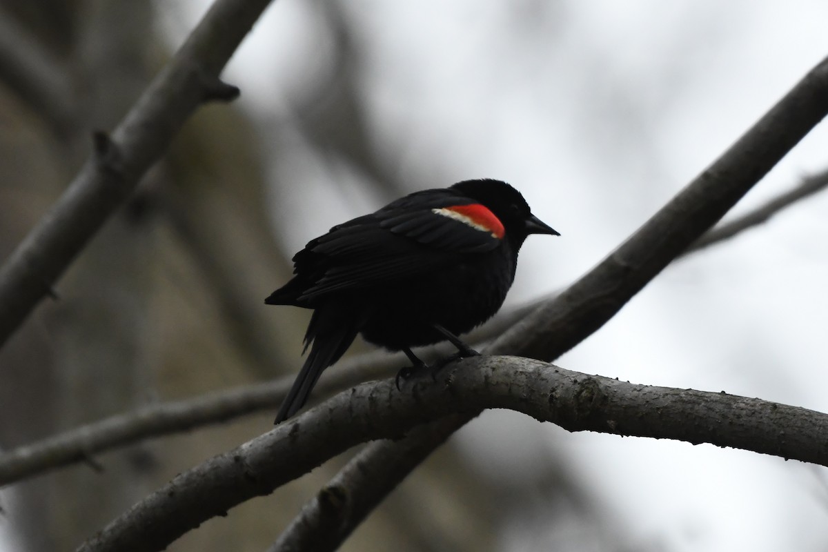 Red-winged Blackbird - ML647346722