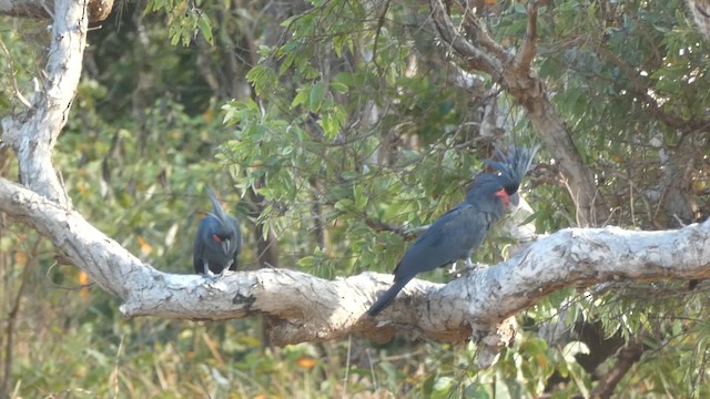 kakadu arový - ML647346751