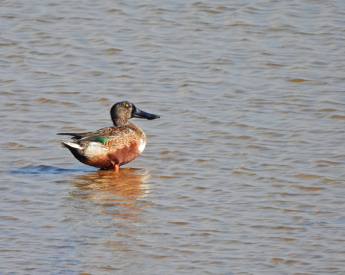 Northern Shoveler - ML647346761