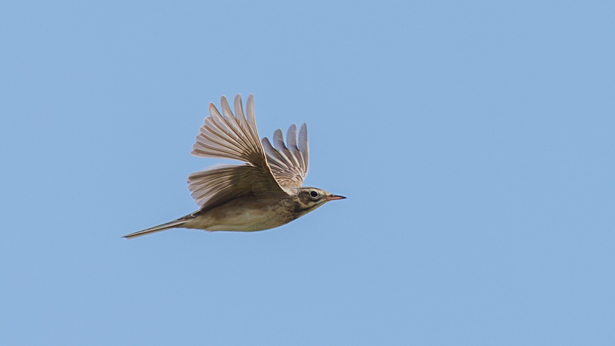 Richard's Pipit - ML647346765