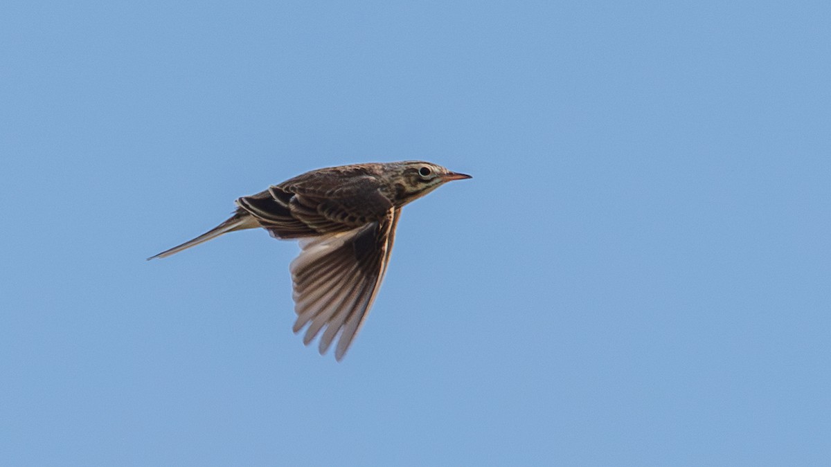 Richard's Pipit - ML647346766