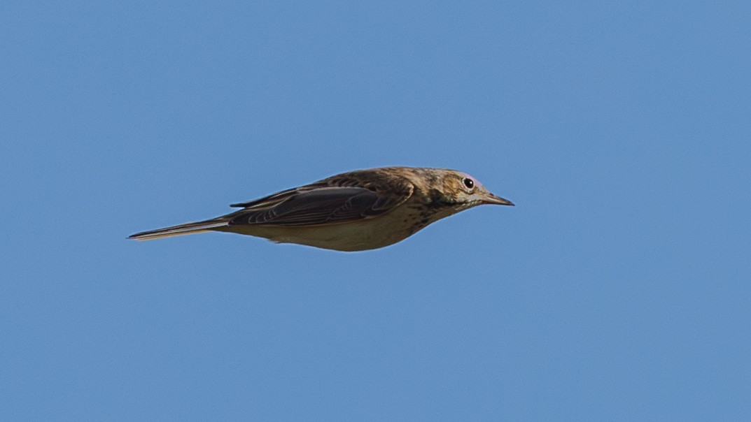 Richard's Pipit - ML647346767