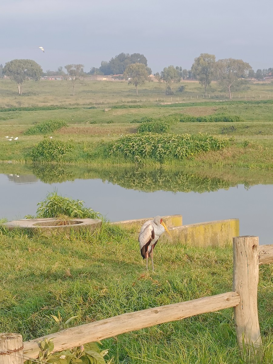 Yellow-billed Stork - ML647346785