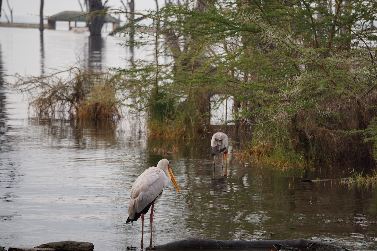 Yellow-billed Stork - ML647346786