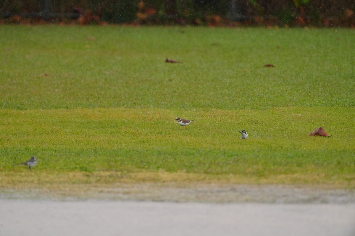 linerle (ocularis) - ML647346787