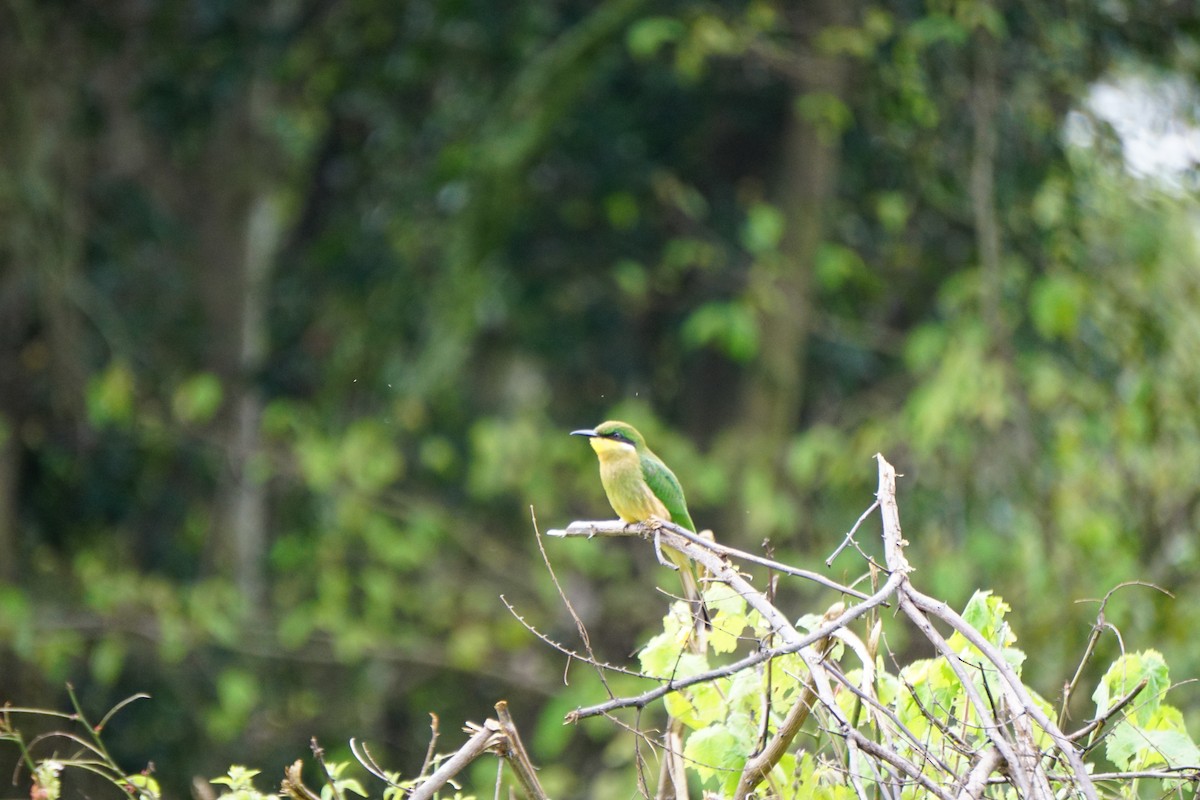 Little Bee-eater - ML647346804