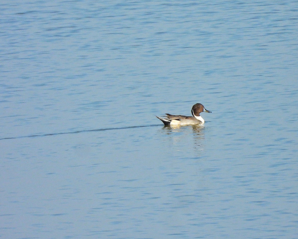 Northern Pintail - ML647346822