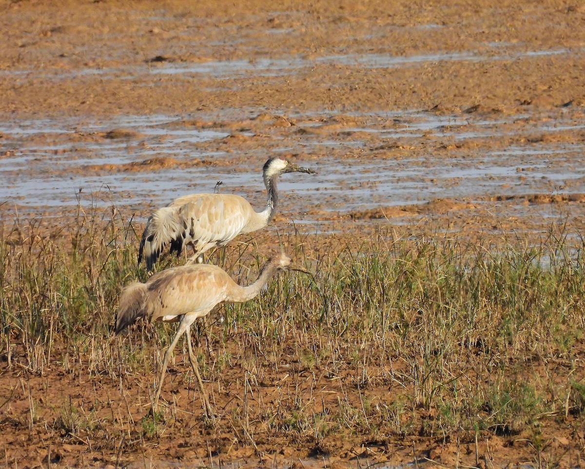 Common Crane - ML647346840