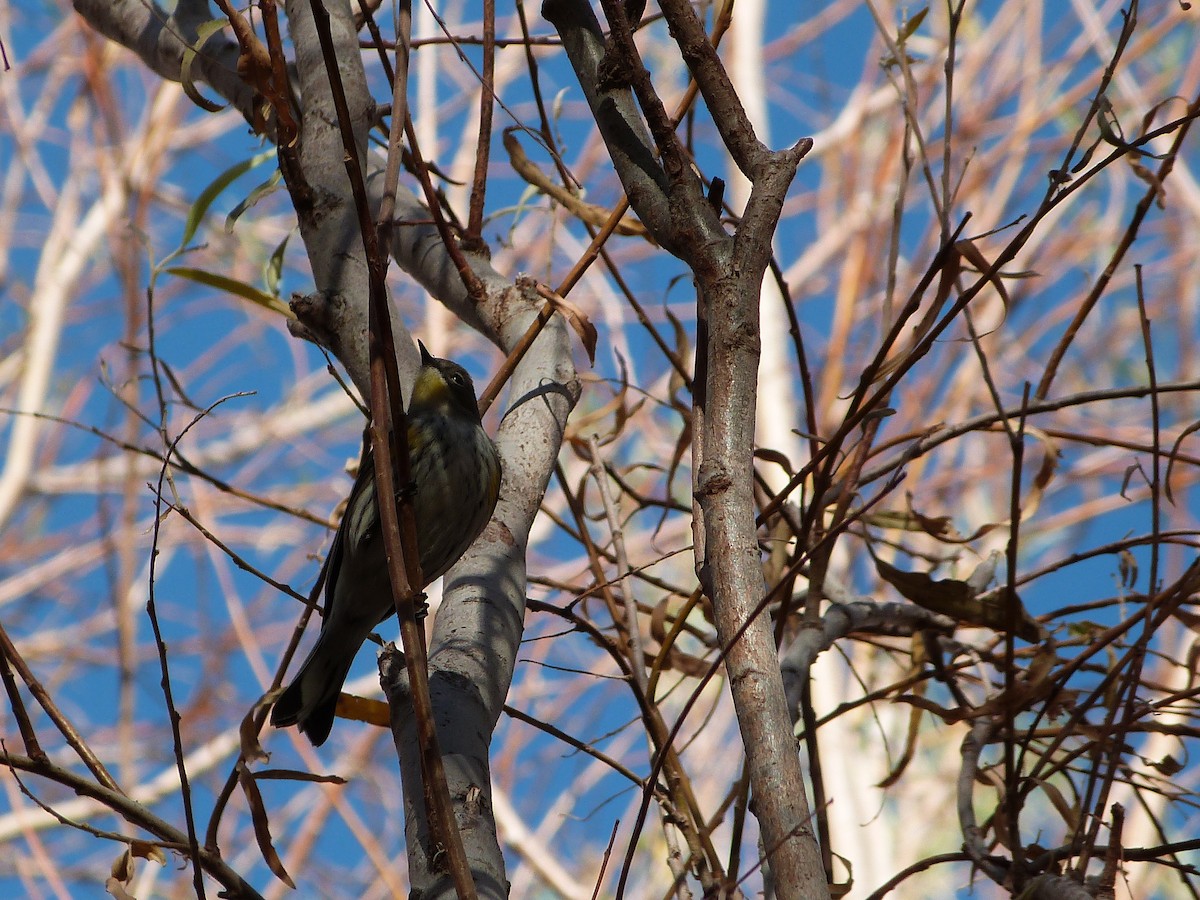 Yellow-rumped Warbler - ML647346841
