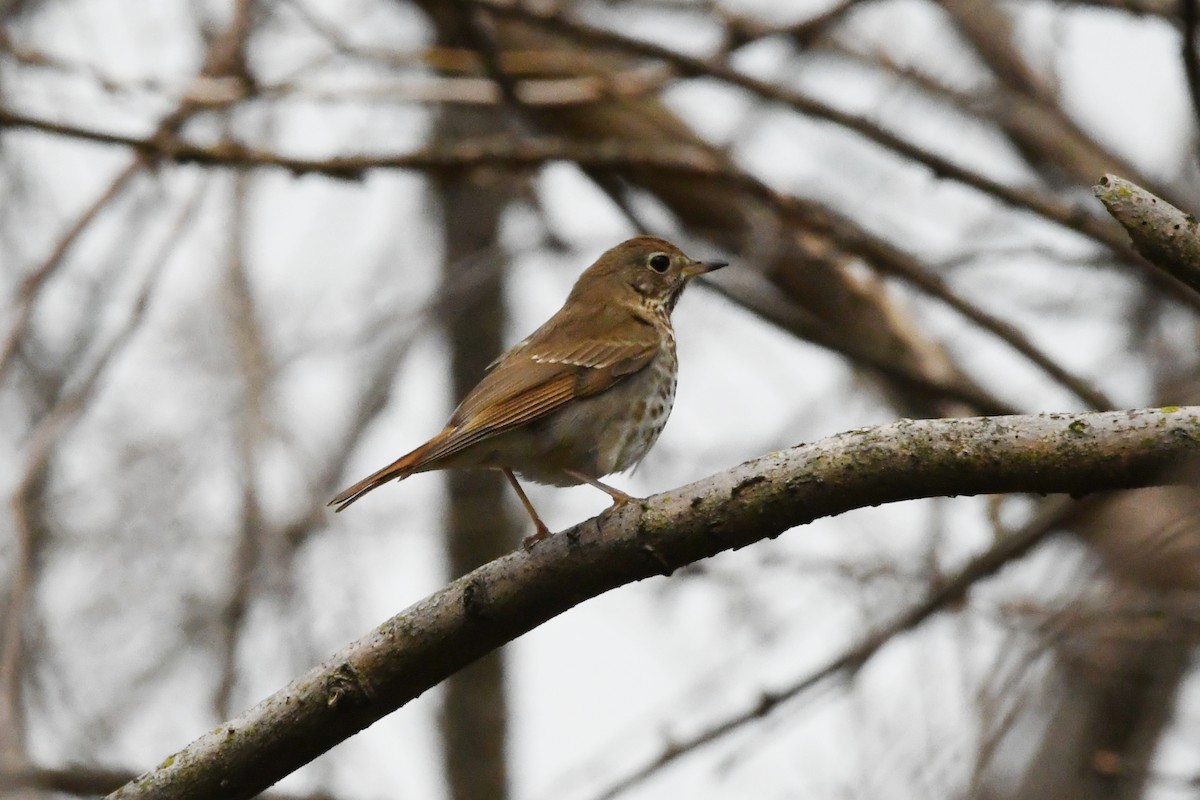 Einsiedler-Musendrossel - ML647346843