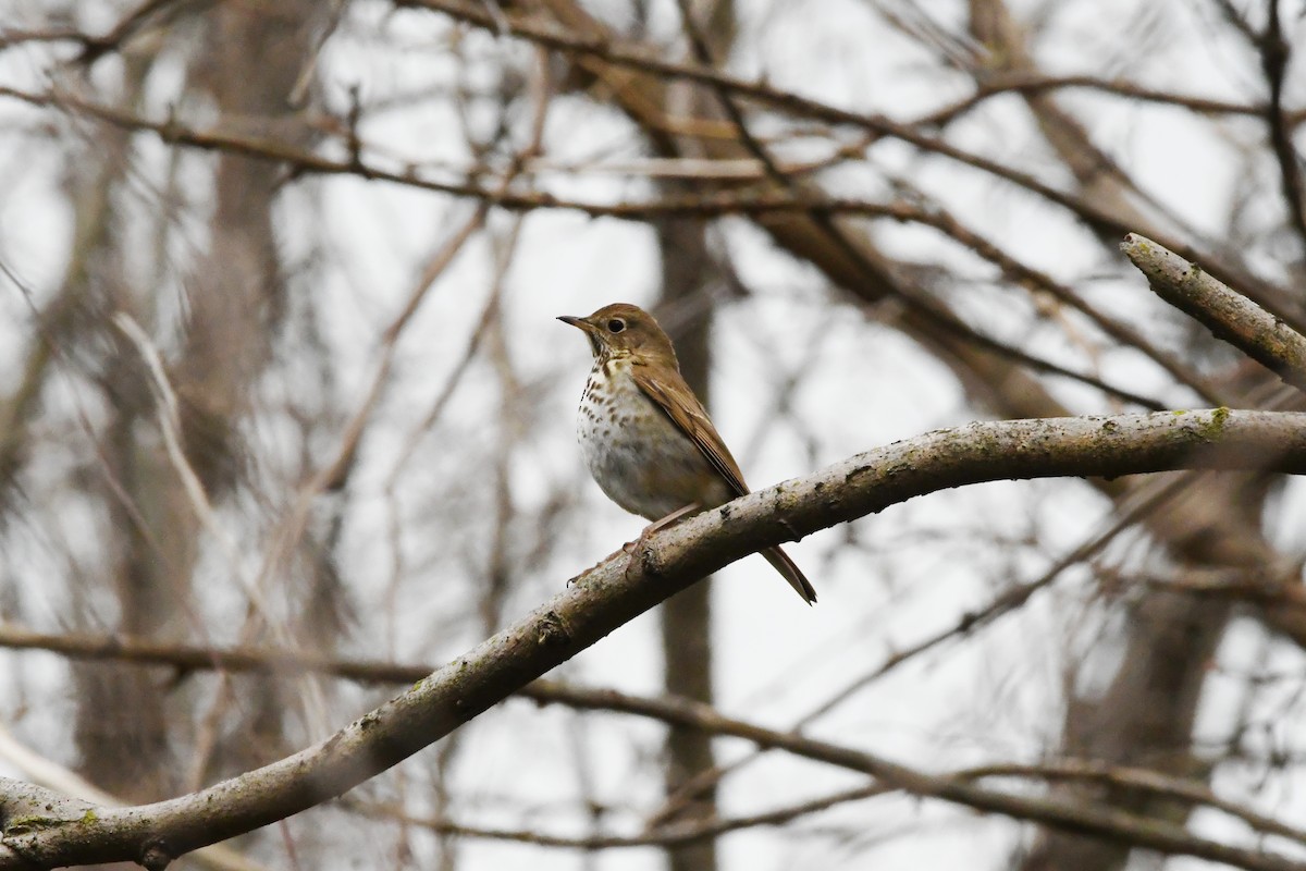 Einsiedler-Musendrossel - ML647346859