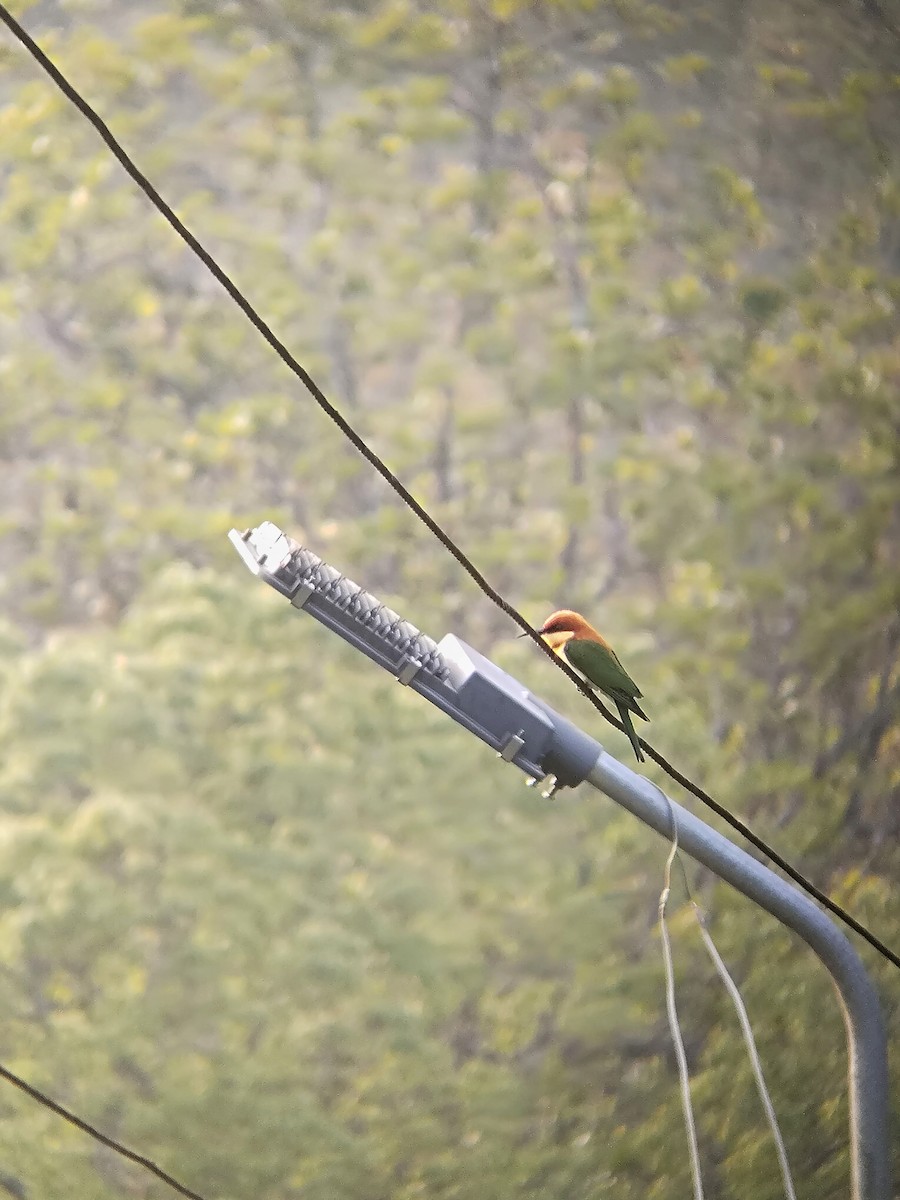 Chestnut-headed Bee-eater - ML647346862