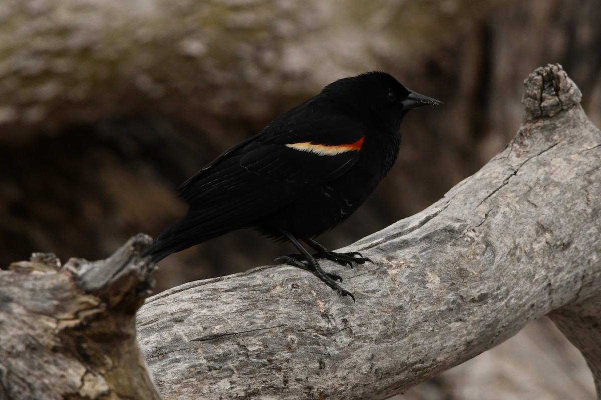Red-winged Blackbird - ML647346880