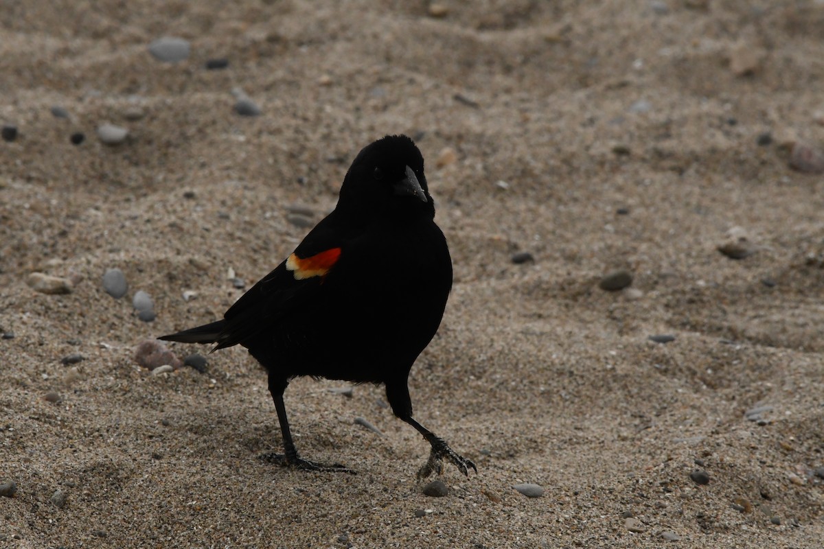 Red-winged Blackbird - ML647346889