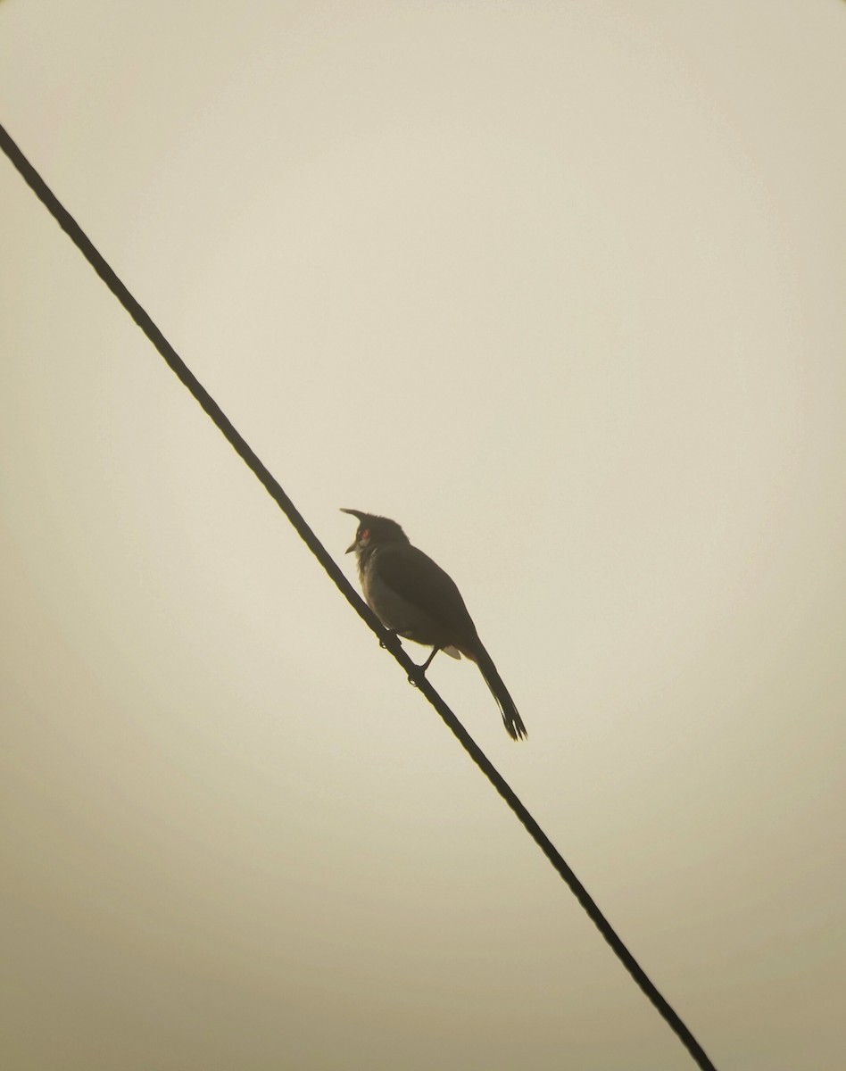 Red-whiskered Bulbul - ML647346891