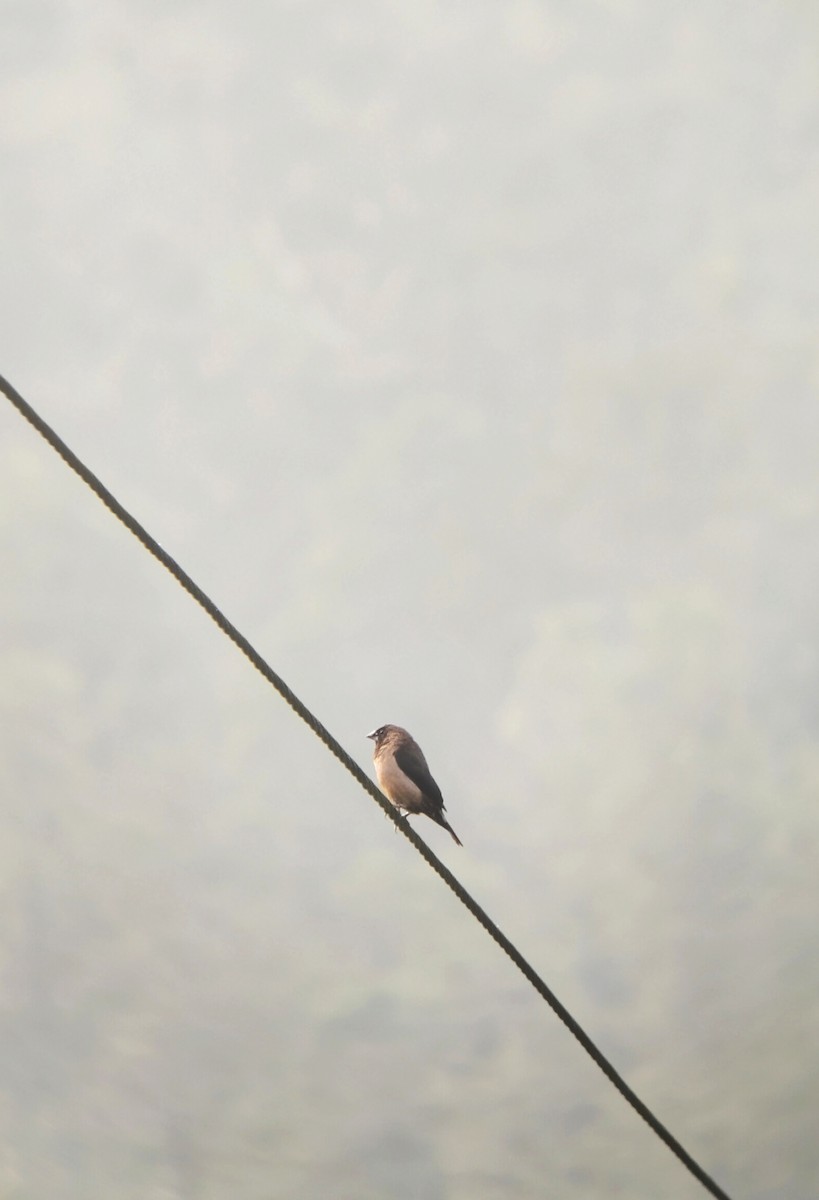 Black-throated Munia - ML647346908